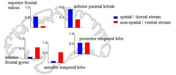 Figure  1.19:  This  figure  shows  the  results  of  a  meta-analysis  of  imaging  studies  implicating  various  cortical  areas  in  auditory  processing  and  the  proportion  of  36  studies  (11  spatial  and  27  non-spatial  since  some  studies  