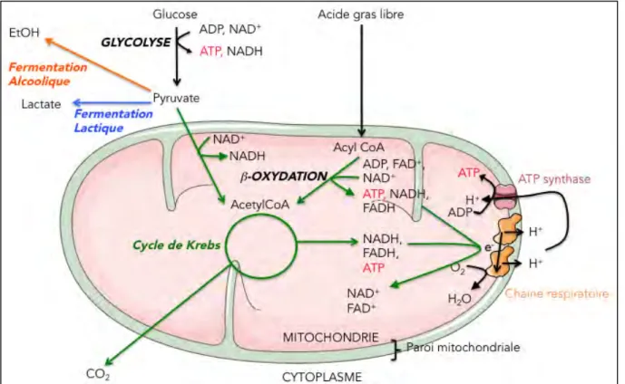 Figure 1 : La production d’ATP par les cellules.  Les voies signalées en  bleu  concernent le devenir du pyruvate en  condition  anaérobie,  en  orange   concernent  le  devenir  du  pyruvate  lorsque  la  cellule  possède  l’alcool  déshydrogénase,  et  en  vert   concernent  les  voies  pouvant  être  réalisées  lorsque  la  cellule  possède  des  mitochondries.