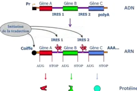 Figure 5 : Le concept de vecteur multicistronique basé sur les IRES. 