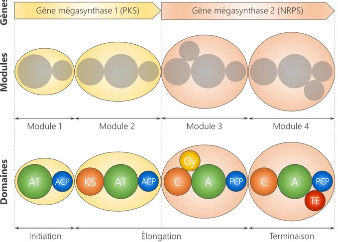 Figure 8. Organisation générale des mégasynthases de type PKS ou NRPS 