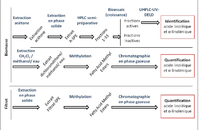 Figure 7 : Procédure expérimentale pour l’identification des composés allélopathiques.