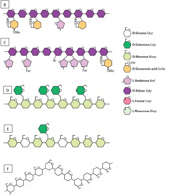 Figure  3 :  Représentation  schématique  des  différentes  hémicelluloses  retrouvées  dans  les  parois  végétales