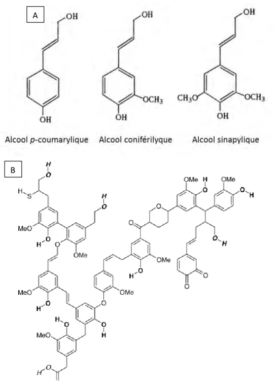 Figure 5 : Structure des 3 alcools constituant les unités de base de la lignine (A) et représentation  d’une lignine (B)