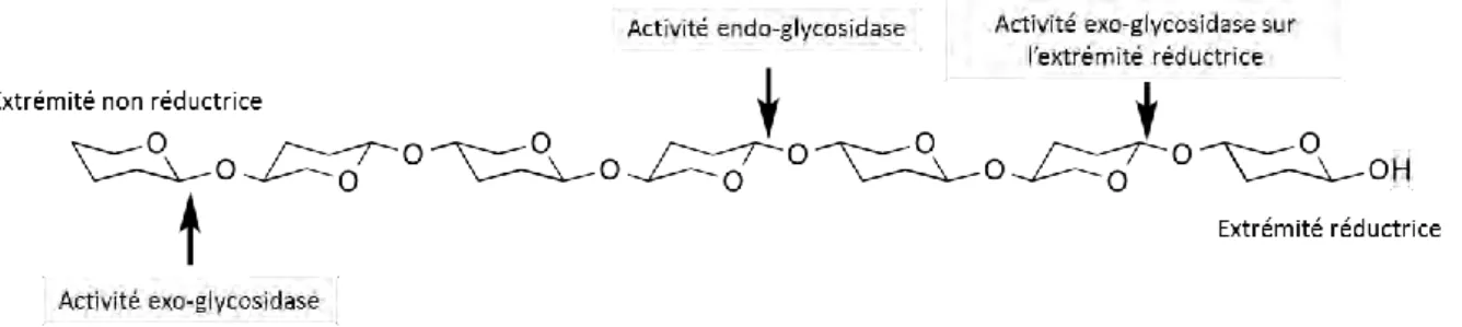 Figure  7 :  Représentation  schématique  d’un  polysaccharide  et  des  sites  de  coupure  pour  les  enzymes à activité endoglycosidase ou exoglycosidase (« CAZypedia » 2016)