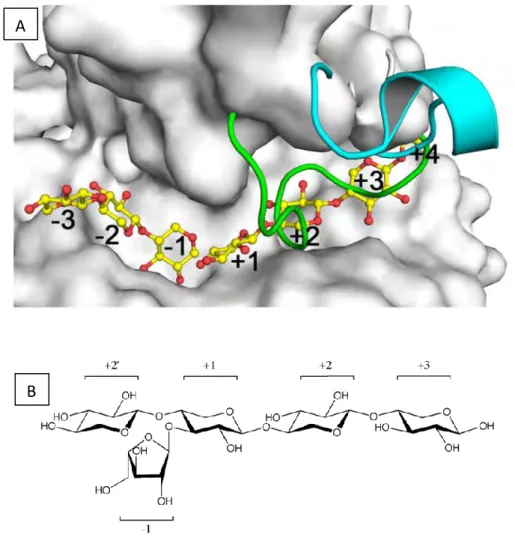 Figure 8 : A. Représentation de surface du site catalytique d’une enzyme à activité endoglycosidase  en présence d’un xylooligosaccharide (Alvarez, Goldbeck, dos Santos, et al