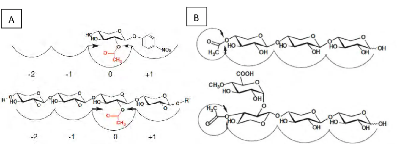 Figure 10 : Schéma montrant l’action d’une acétylxylane estérase. A. Hydrolyse d’un groupement  acétyl en milieu de chaîne