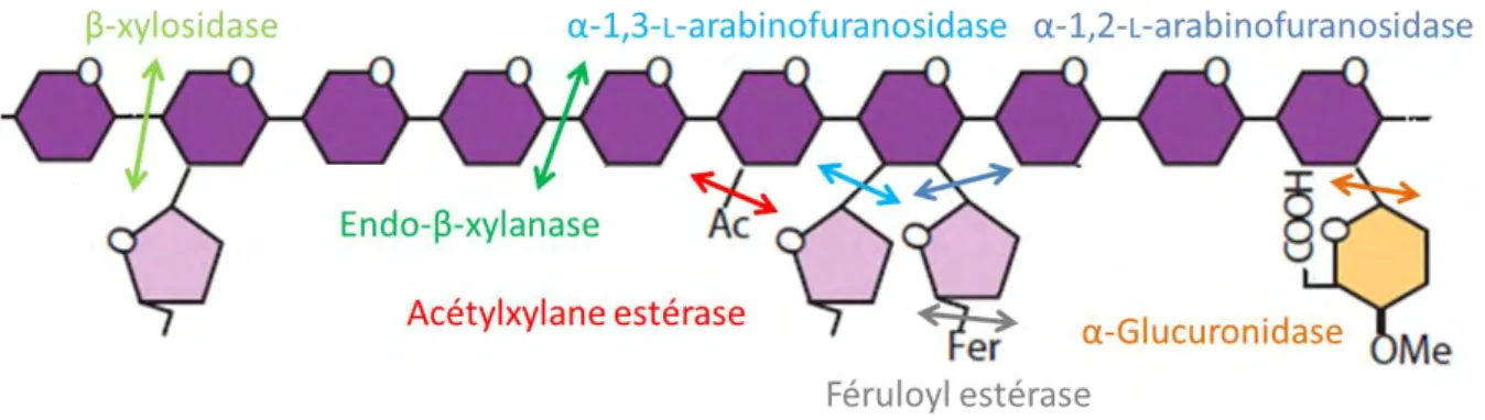 Figure  14 :  Représentation  schématique  de  la  dégradation  d’un  arabinoxylane.  Les  résidus  de  D - -xylopyranoses liés en β-1,4 sont représentés en violet, les ramifications α- L -arabinofuranosides sont  représentées  en  mauves,  les  ramificati