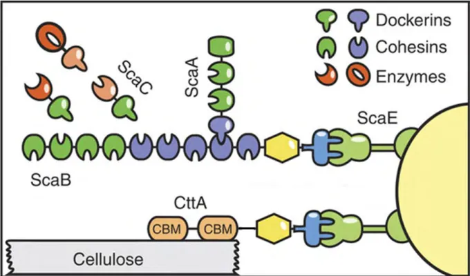 Figure 24 : Représentation schématique d’un cellulosome (Schoeler et al. 2014).  