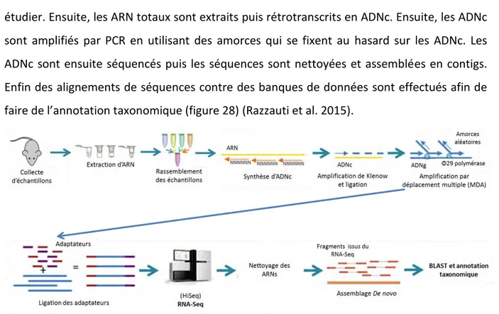 Figure 28 : Présentation des différentes étapes du RNA seq (Razzauti et al. 2015). 
