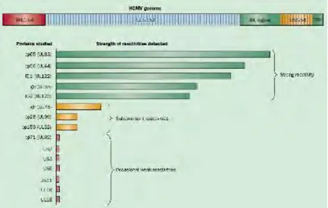 Fig. 6. Représentation schématique de la force des réponses des lymphocytes T CD4 +  et CD8 +   contre  les différents antigènes du CMV
