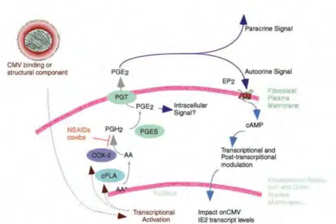Fig. 9. L’infection par le HCMV induit la production de COX2 et de la phospholipase A2 (cPLA) qui  vont, via PGE2, réguler l’expression d’IE2