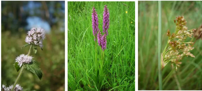 Figure 5 : Photographies : 1 : Mentha aquatica, 2 :Dactylorhiza elata, 3:Juncus  Source : Adasea.d'Oc 