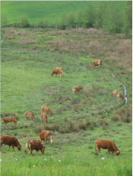 Figure n°7 : Bovins sur une prairie humide (Lot)  Source : Adasea.d'Oc 