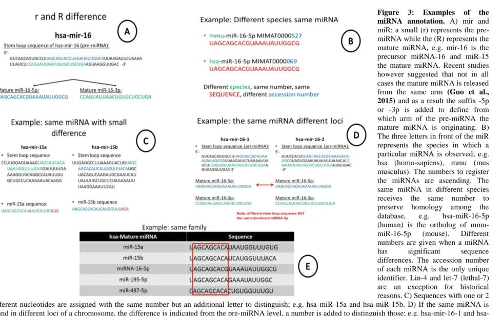 Figure  3:  Examples  of  the  miRNA  annotation.  A)  mir  and 