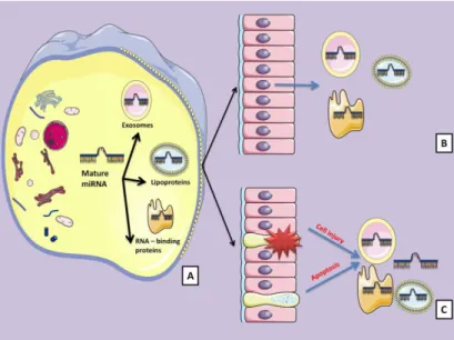 Figure  4:  miRNA  transporting  molecules.  A)  During biogenesis or 