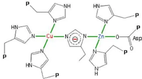 Figure 15: Géométrie plan-carré du Cuivre et de ses 4 histidines, géométrie tétraédrique distordue du Zinc et de ses 3  histidines (site : http://www2.ulg.ac.be/cord/initiation%20au%20met%20oxygene/complmet.html)