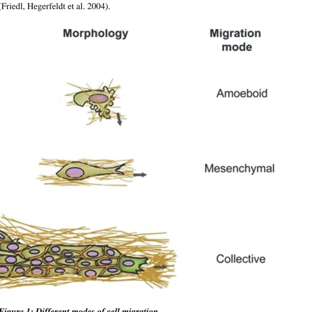 Figure 1: Different modes of cell migration. 