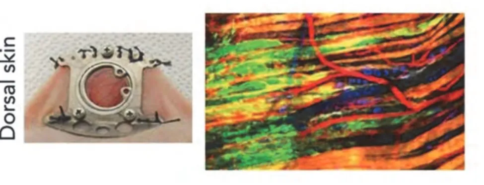 Figure 5: In vivo models to study collective cancer cell migration. 