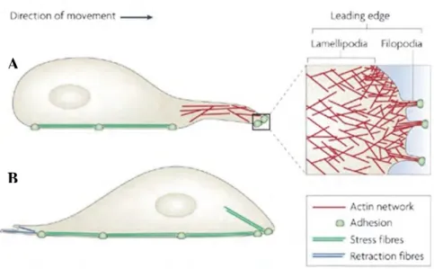 Figure 11: Actin-enriched protrusions at the leading edge of migrating cells. 