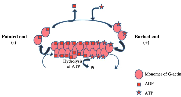 Figure 12: Formation of actin filament. 