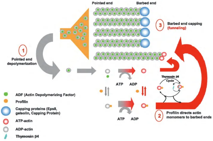 Figure 14: Regulation of actin filament polymerisation (treadmilling process). 