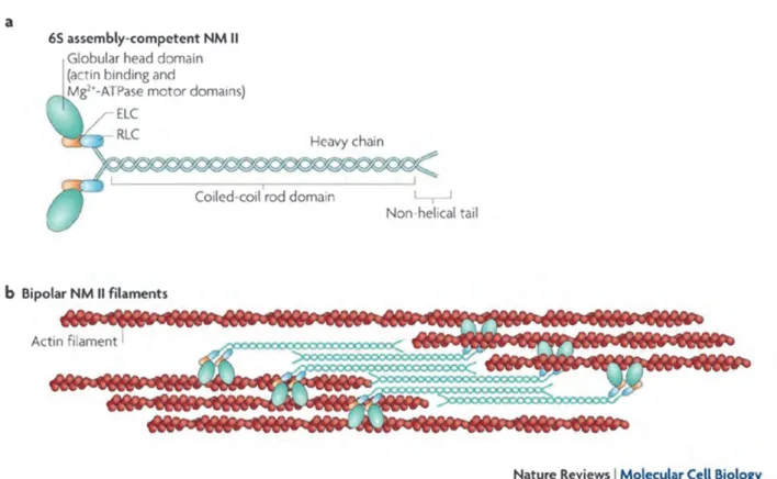 Figure 17: Non-muscle myosin II structure. 