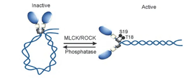 Figure 18: NMII conformation. 