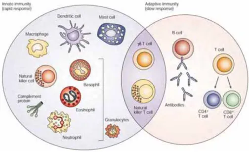 Figure 1 : Le système immunitaire inné et adaptatif. Adapté de Dranoff [1]