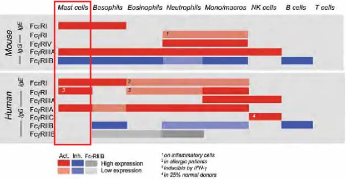 Figure 6 : Expression relative des récepteurs aux IgE et IgG sur les cellules immunitaires humaines et 