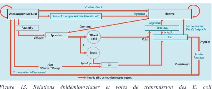 Figure  13.  Relations  épidémiologiques  et  voies  de  transmission  des  E.  coli  entérohémorragiques et/ou antibiorésistantes des bovins à l'homme