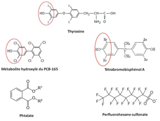 Figure 7 : structure chimique de la thyroxine et de xénobiotiques se liant à la transthyrétine
