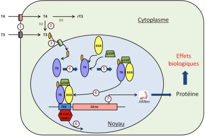 Figure 9 : schéma de la cascade de transduction activée par les hormones thyroïdiennes
