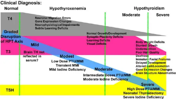 Figure 15 : effets de différents degrés d’insuffisance en hormones thyroïdiennes sur le développement du SNC observés  chez l’homme et l’animal  40