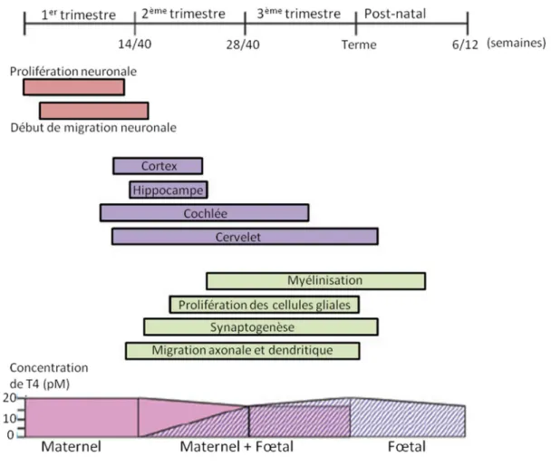 Figure 16 : schéma de la relation existant entre la fonction thyroïdienne (maternelle et fœtale) et la mise en place des  principales étapes du développement du SNC  117