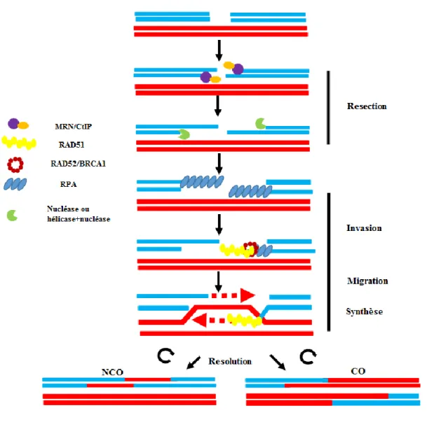 Figure 1 : Le mécanisme de réparation des cassures double brin de l’ADN par recombinaison homologue (RH) 