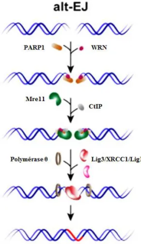 Figure 3 : Mécanisme de réparation des cassures double brin de l’ADN par NHEJ-Alternatif (Iliakis et al., 2015)