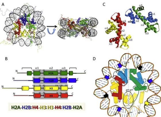 Figure 6 : structure détaillée du nucléosome (Cutter and Hayes, 2015). (A) L’octamère d’histone est une structure 