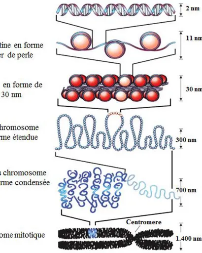 Figure 7 : Organisation de la structure de l'ADN dans la chromatine (Felsenfeld and Groudine, 2003)