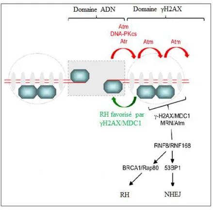 Figure 8 : réparation des cassures double brin (DSB) grâce au domaine γH2AX de la chromatine (Scully and Xie, 