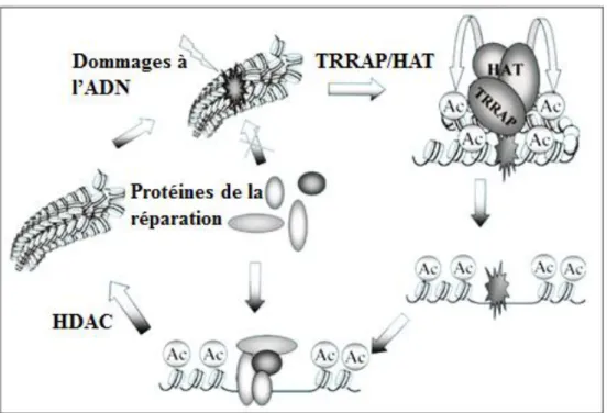 Figure 9 : modèle du rôle de TRRAP dans l’acétylation des histones et reconfiguration de la chromatine au cours 