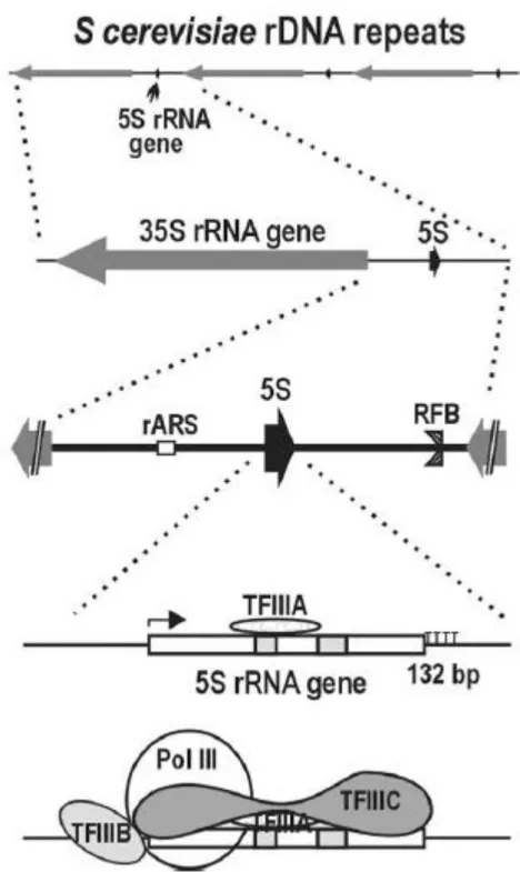 Figure 15 : Initiation de la transcription Pol III chez S.cerevisiae  (9). Le panel en haut représente 