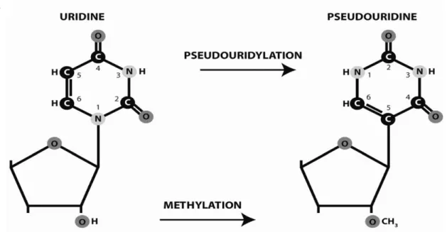 Figure 17 : Modifications chimiques de nucléotides des pré-ARNr par les snoRNP (3,14)