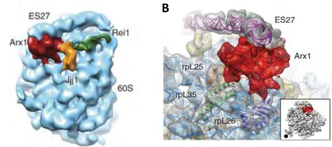 Figure 36:  Structure  du  complexe  pré-60S-Arx1p-Rei1p-Jjj1p  obtenue  par  cryo-microscopie  électronique (1)