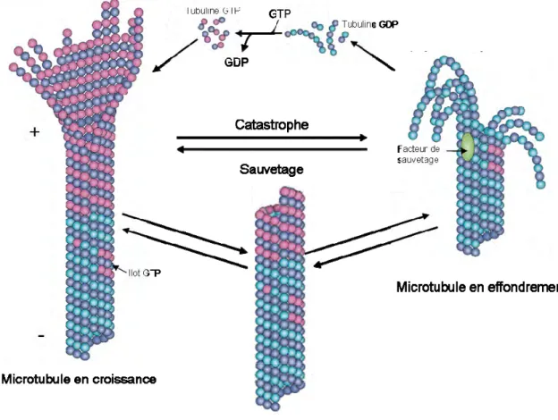 Figure 2 : Les microtubules sont hautement dynamiques.  