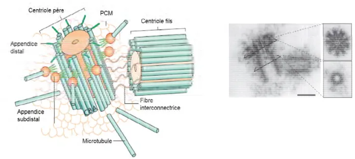 Figure 5 : Vues schématique et en microscopie électronique des centrioles.   