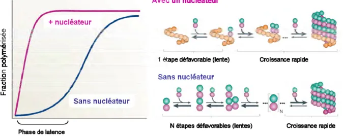 Figure 9 : Mécanismes de nucléation des microtubules.  