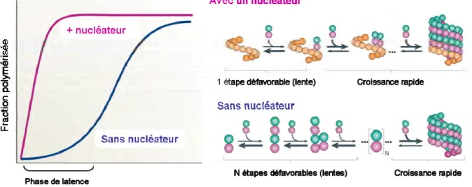 Figure 9 : Mécanismes de nucléation des microtubules.  