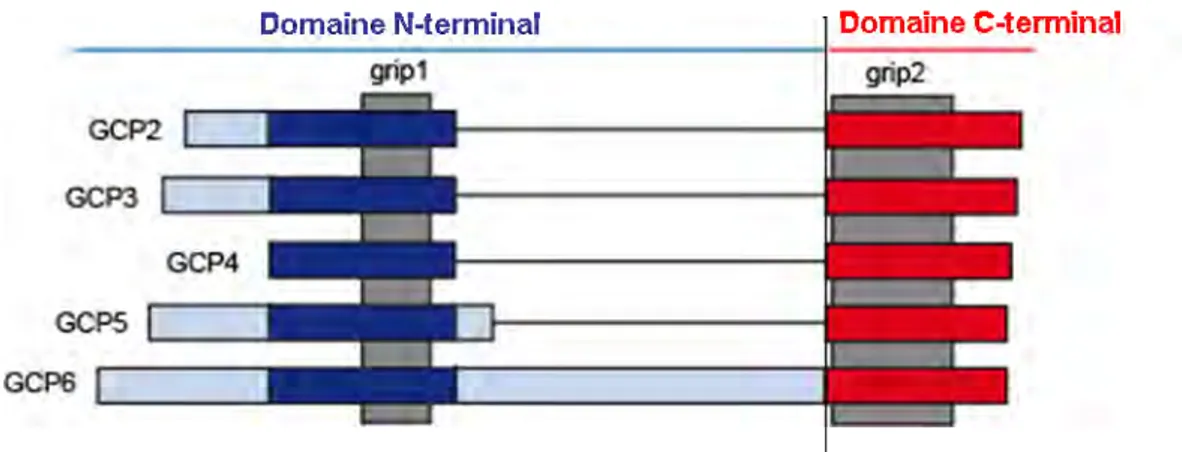 Figure 10 : Alignement schématique des structures primaires des cinq GCPs.  