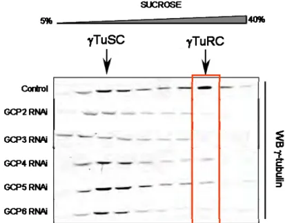 Figure 12 : Toutes les GCPs sont essentielles à la formation du  TuRC.  