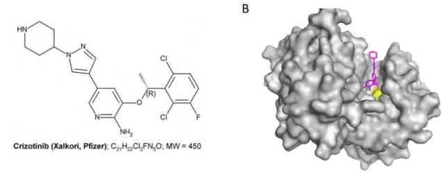 Tableau 5 : Kinases inhibées par le Crizotinib   (d’après Cui et al., 2011) 196